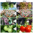 LED Grow Light, 40W Dual Head Timing 5 Dimmable Levels Plant Grow Lights for Indoor Plants with Red Blue Spectrum, Adjustable Gooseneck, 3 6 12H Timer, 3 Switch Modes